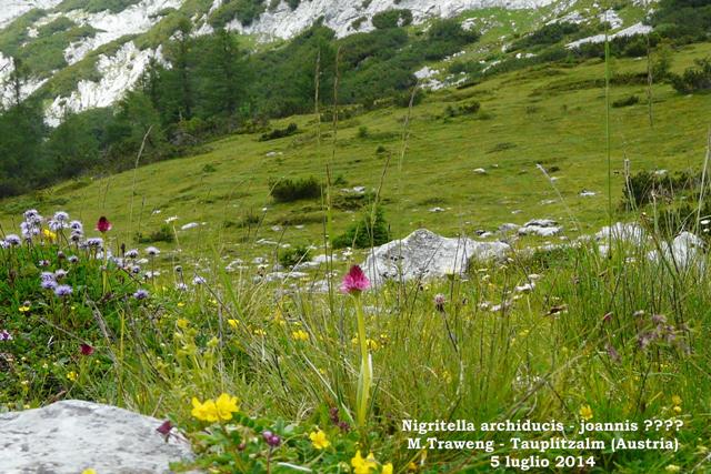 Le Nigritella endemiche delle Alpi austriache  luglio 2014